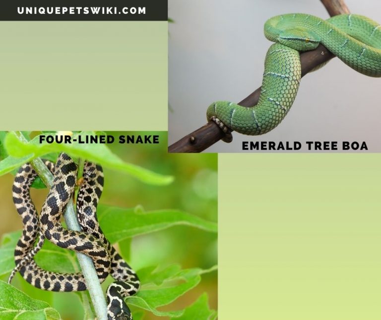 10 Most Beautiful Harmless Snakes For Pets (With Pictures)