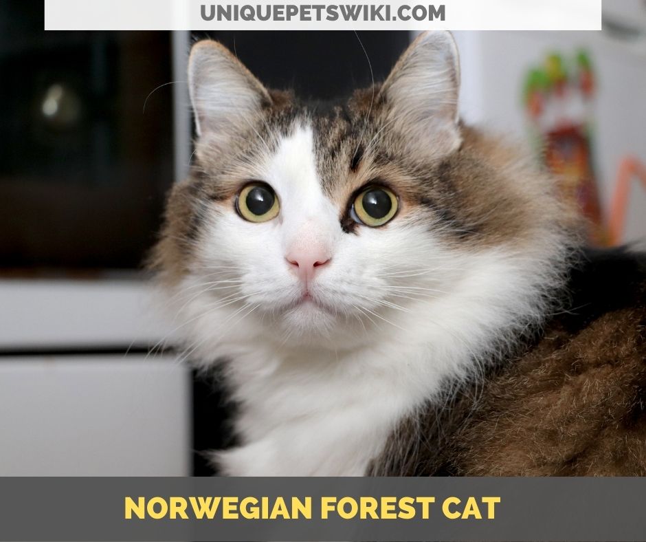 Norwegian Forest Cat