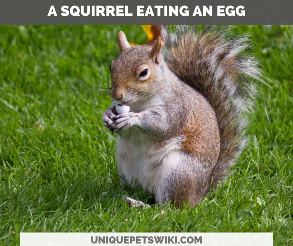 a squirrel eating an egg