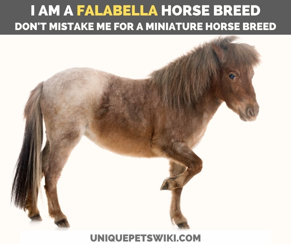 falabella horse breed