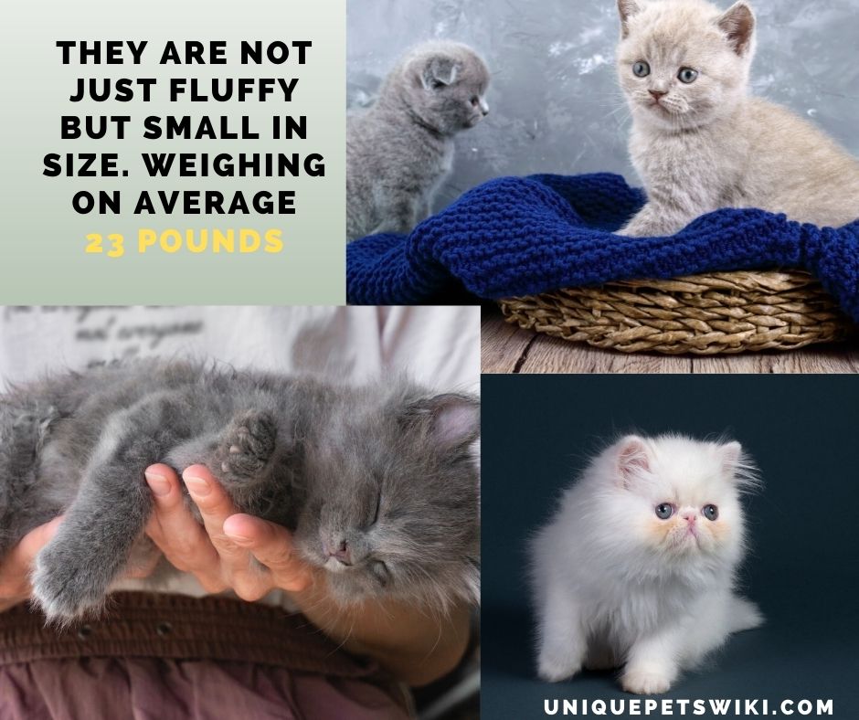 These are small fluffy cat breeds