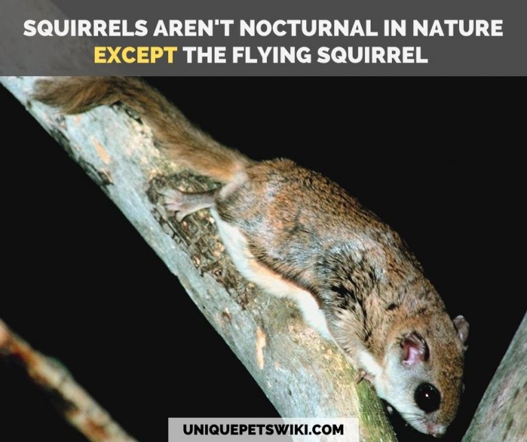 Are Squirrels Nocturnal? Do They Come Out at Night?