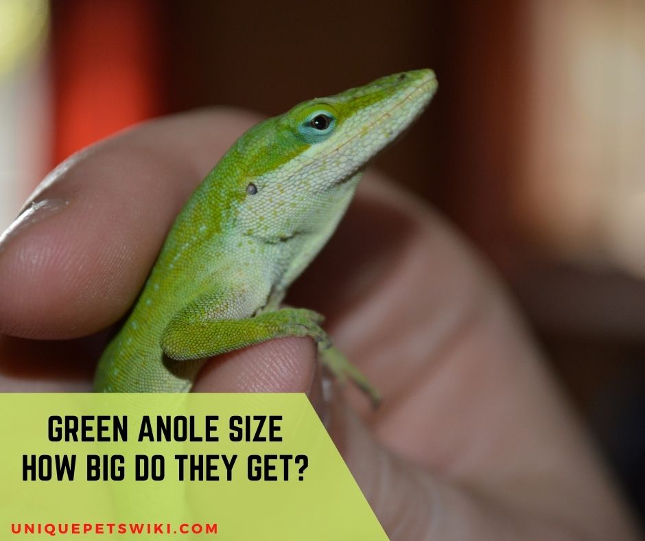 Green Anole Size How Big Do Green Anoles Get?