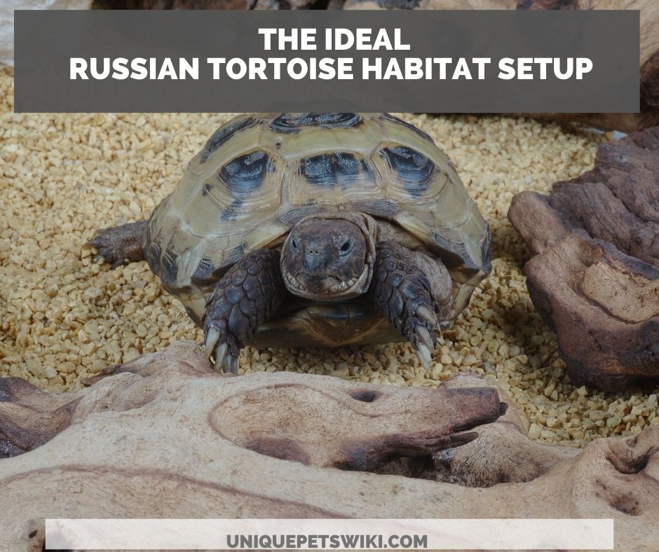 the ideal russian tortoise habitat setup