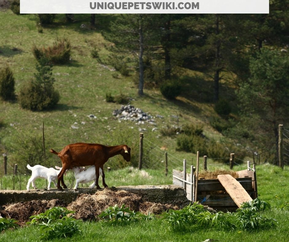 goats browsing and grazing