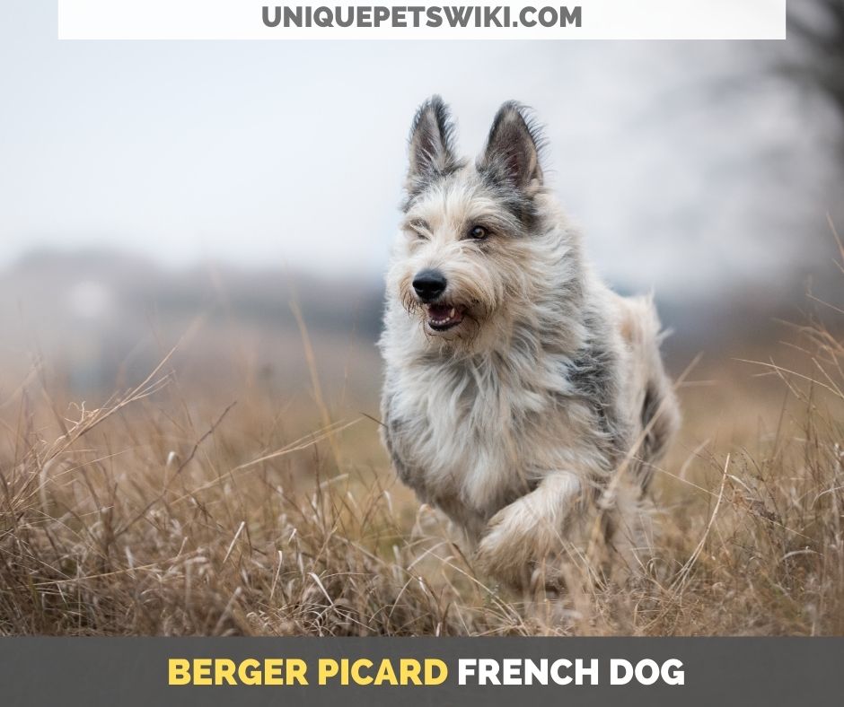 Berger Picard