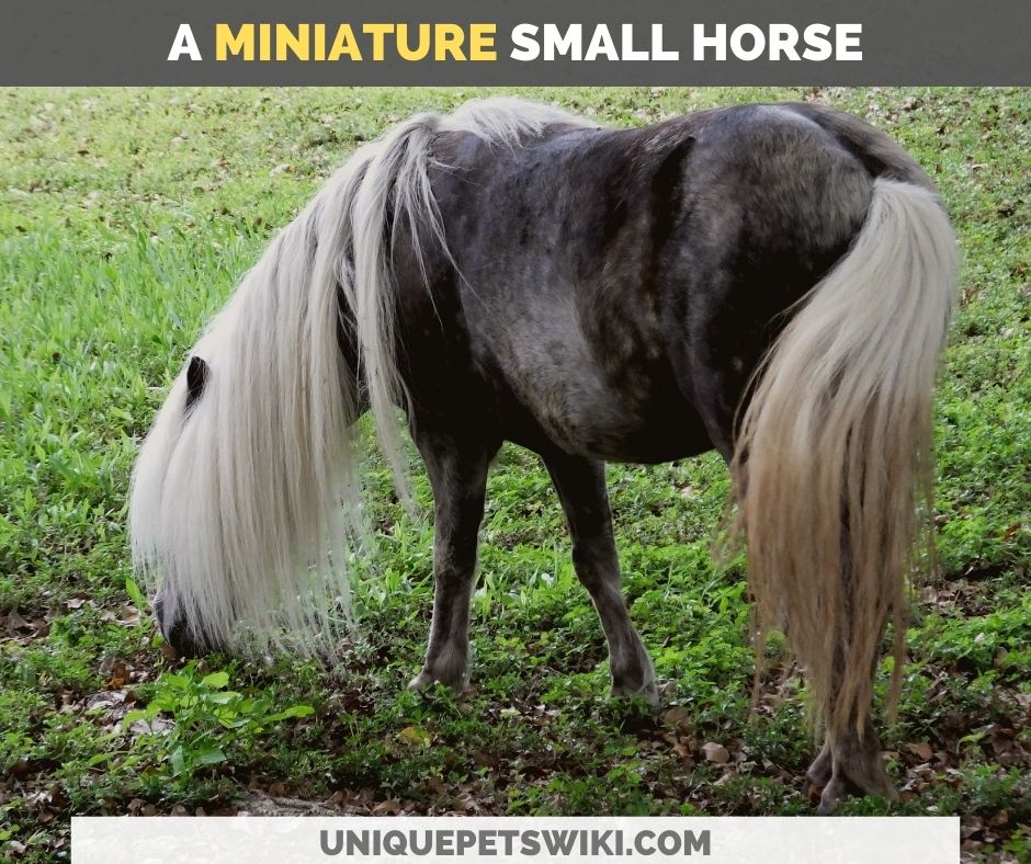a miniature horse
