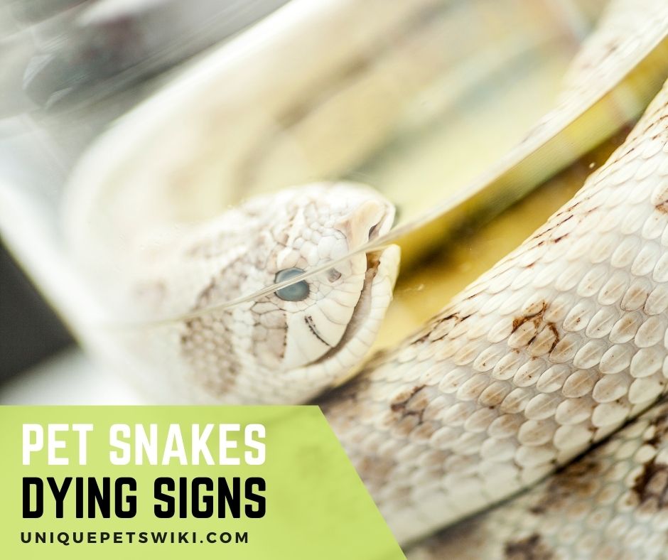 08 Pet Snake Dying Signs Symptoms & Basic Treatments