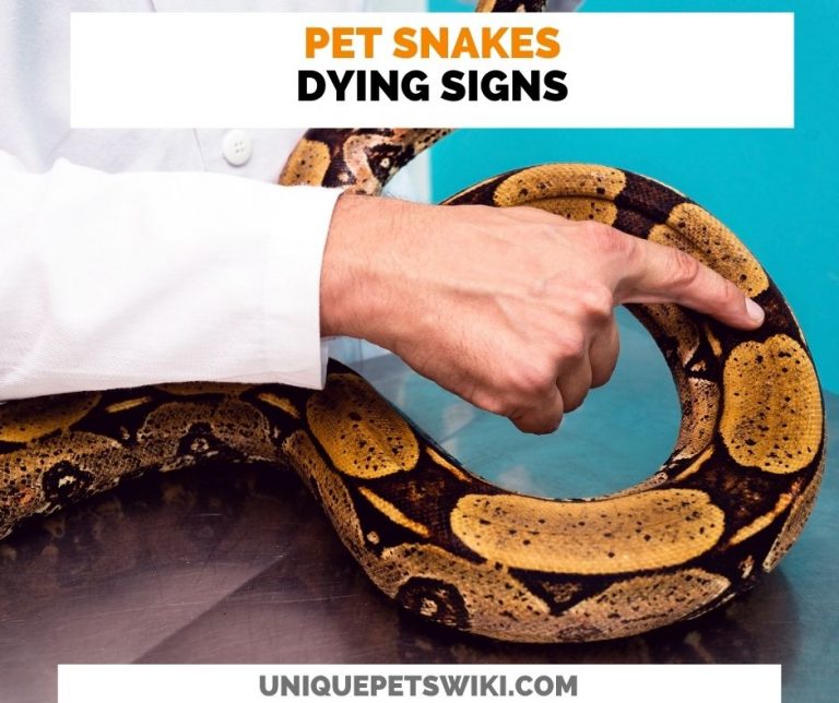 08 Pet Snake Dying Signs Symptoms & Basic Treatments