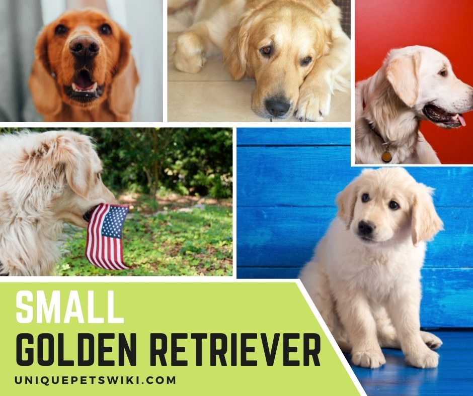 Small Golden Retriever Breeds