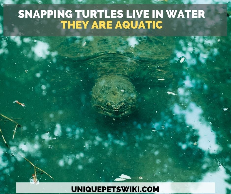 Snapping turtles live in slow-moving body of water