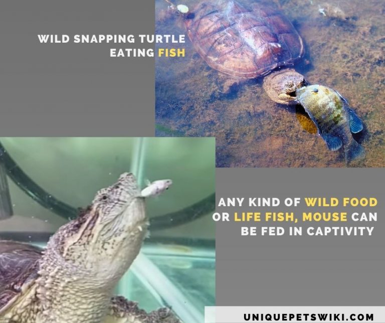 Snapping Turtles As Pets 20ThingsYouNeedToKnow