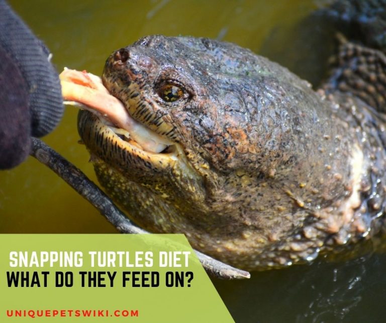 Snapping Turtle Diet: What To Feed Your Snapping Turtles