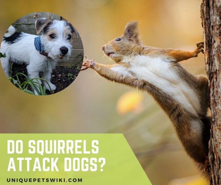 Do Squirrels Attack Dogs? Can Backyard Squirrels Kill Your Dogs?