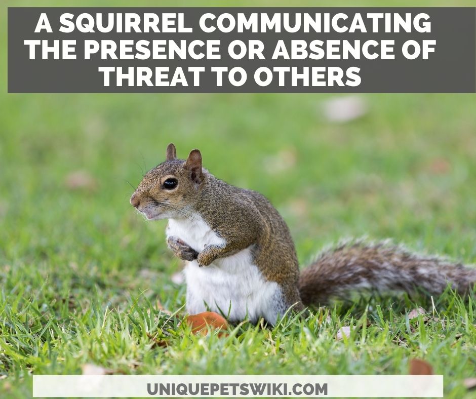 a surveillance squirrel communicating the presence or absence of threat to others