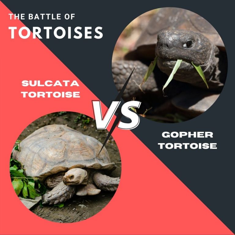 Sulcata vs Gopher Tortoise As Pets Full Comparison