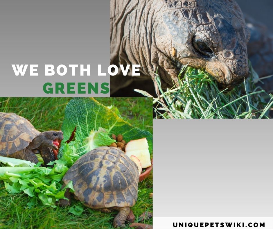 sulcata and Hermann tortoise eating
