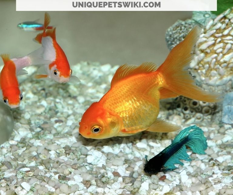 24 Freshwater Fish Normal Behaviors (Photos Included)