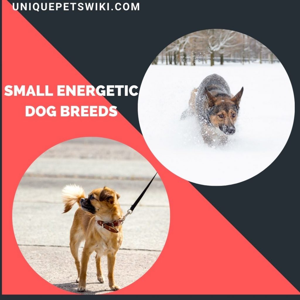 small energetic dog breeds