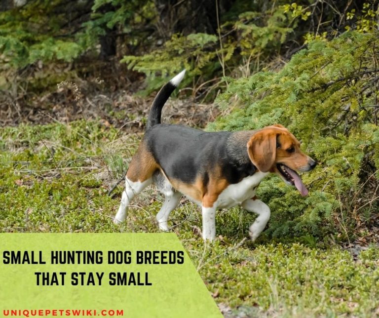 Top 6 Most Beautiful Small Hunting Dog Breeds (With Pictures)
