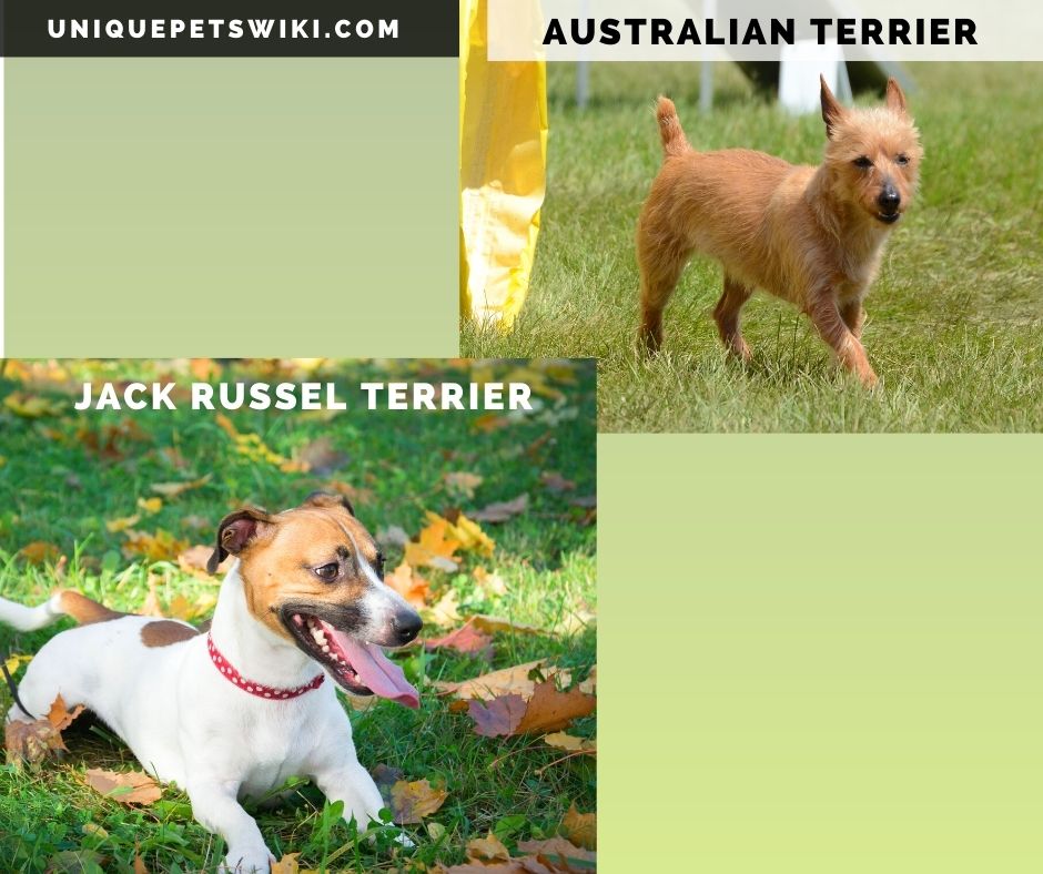 An Australian Terrier and Jack Russel Terrier
