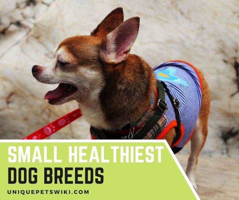 Top 10 Small Healthiest Dog Breeds For Pets