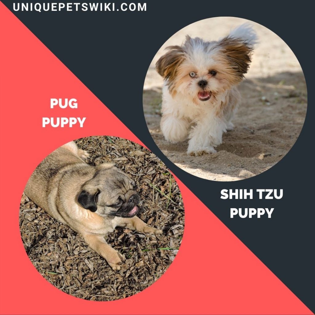 Pug and Shih Tzu small puppy breeds