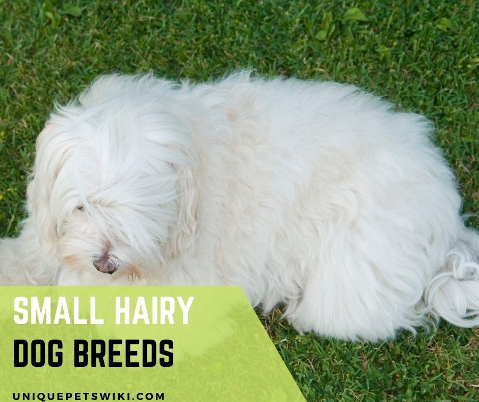 Top 8 Small Hairy Dog Breeds (With Photos)