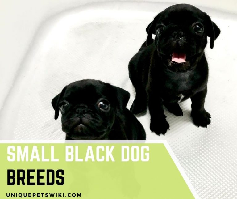 Top 9 Small Black Dog Breeds (With Pictures)