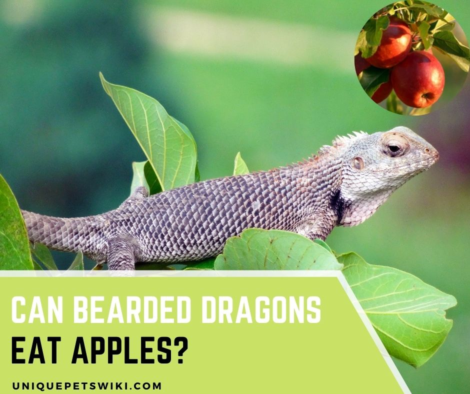 Can Bearded Dragons Eat Apples? 5 Secrets The Expert Revealed Can Bearded Dragons Eat Apples? 5 Secrets The Expert Revealed