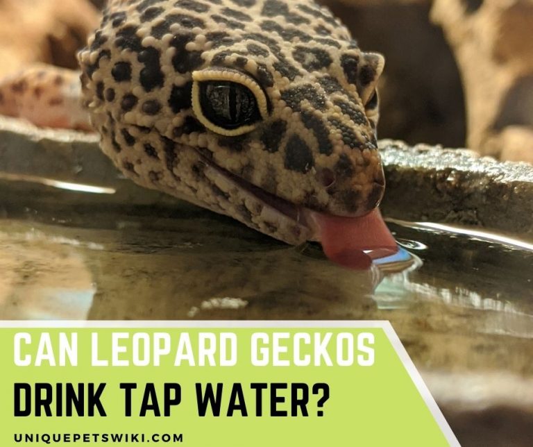 Can Leopard Geckos Drink Tap Water? 5 Facts You Must Know