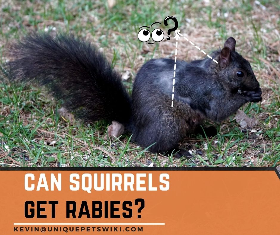 Do Squirrels Carry Rabies? 5 Facts You Need To Know