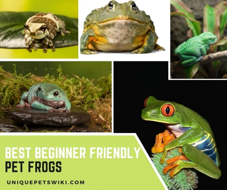 13 Best Beginner Friendly Pet Frogs (Good For Even Children)