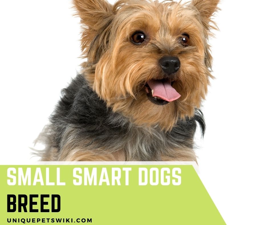 Top 10 Small Smart Dogs Breed To Keep As Pet