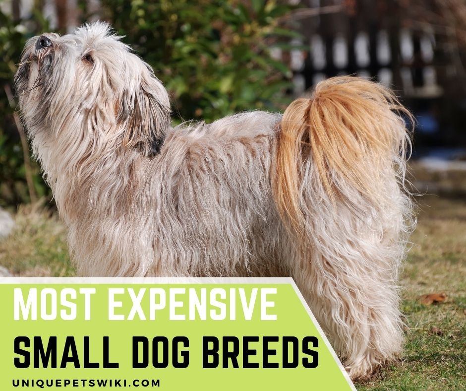 Top 8 Most Expensive Small Dog Breeds For Pets