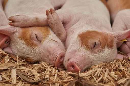 American Mini Pig
