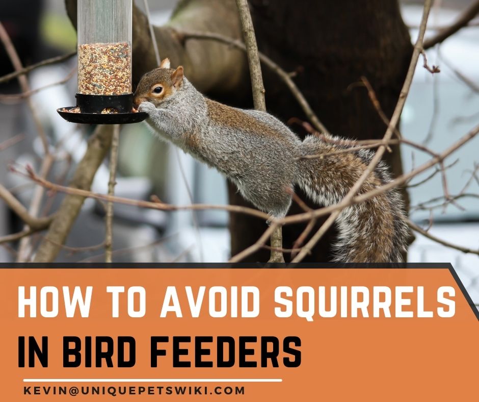 7 Steps On How to Avoid Squirrels in Bird Feeders?