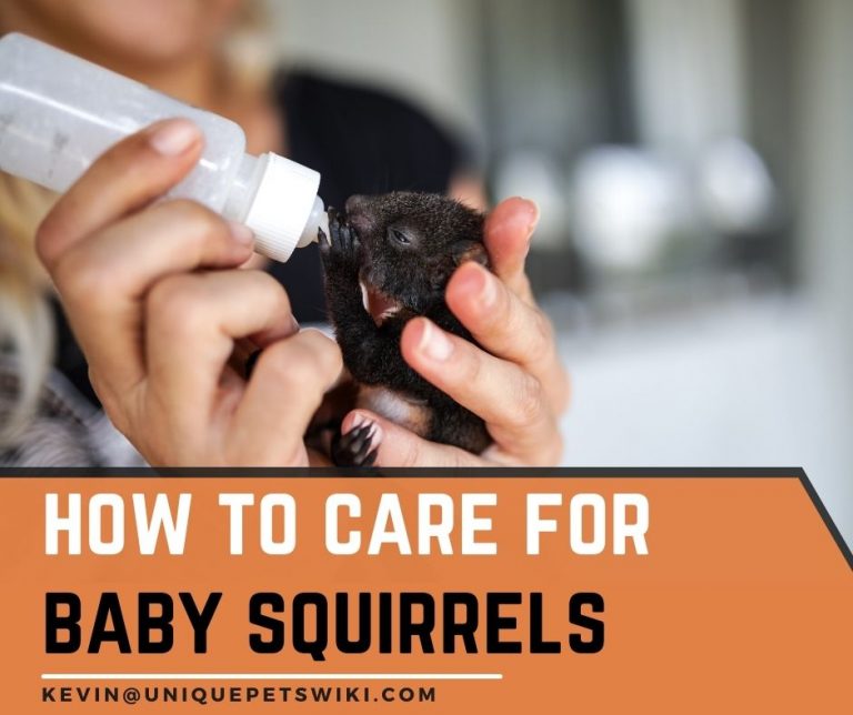How To Care For Baby Squirrels Everything You Need To Know