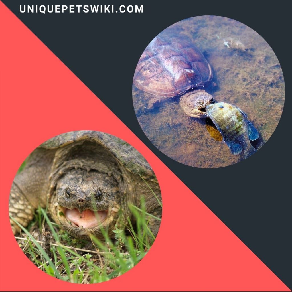 both common and alligator snapping turtles are omnivores