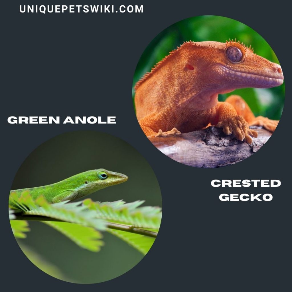 Crested Gecko and Green Anole