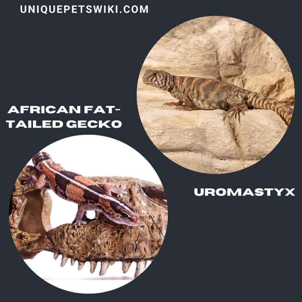 African Fat-Tailed Gecko and Uromastyx