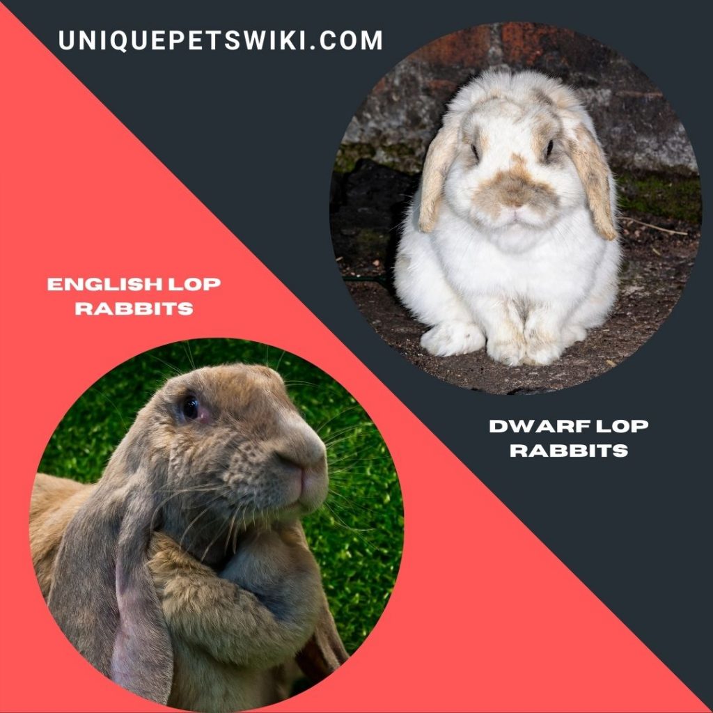 English Lop Rabbit and Dwarf Lop Rabbit breeds