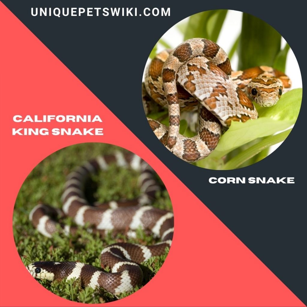 Best Beginner Friendly Pet Snakes