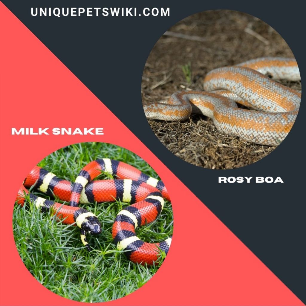 Milk Snake and Rosy Boa