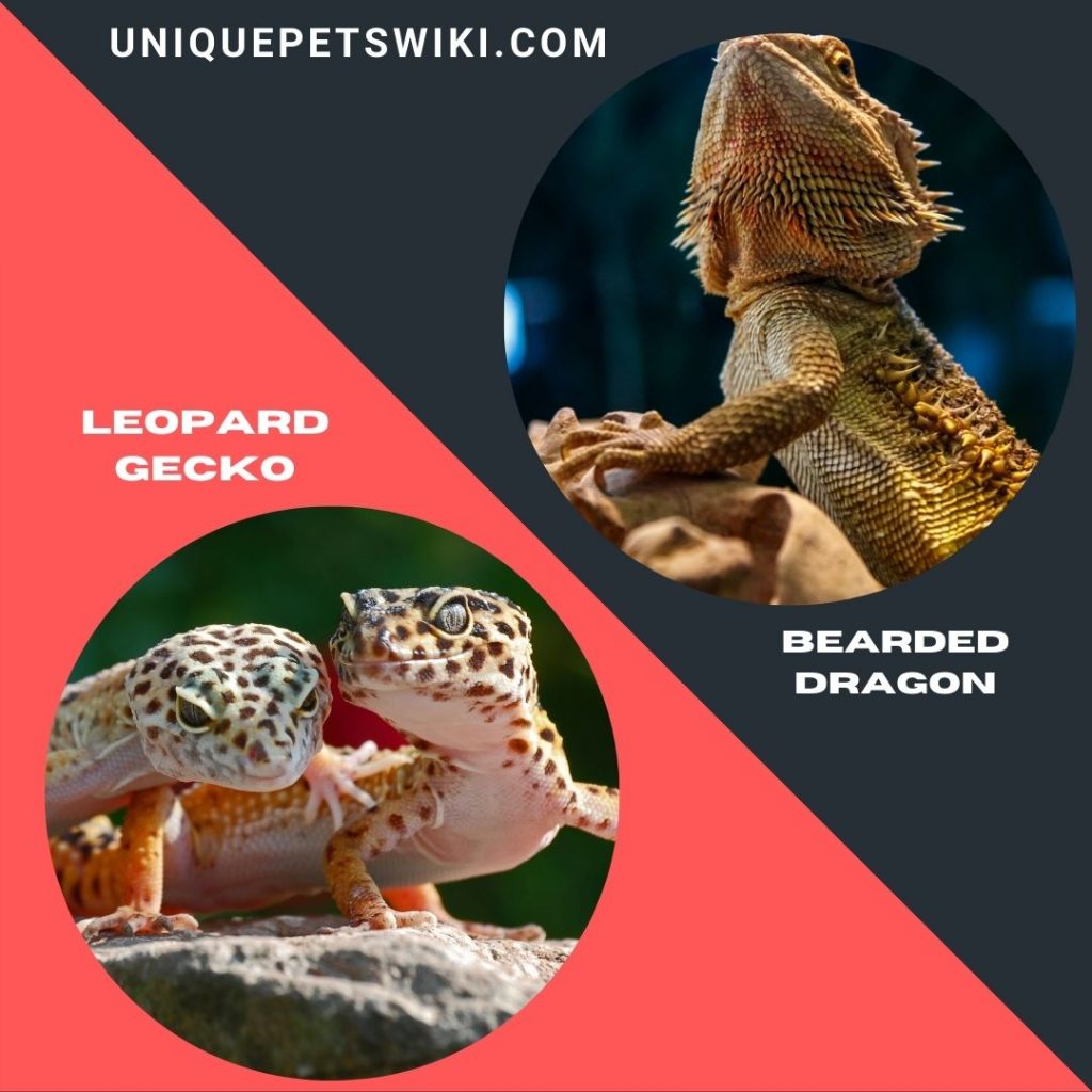 best Beginner Friendly Pet Reptiles