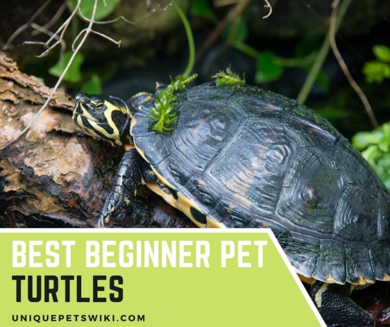 Top 13 Best Beginner Pet Turtles