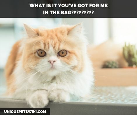 A curious Persian cat