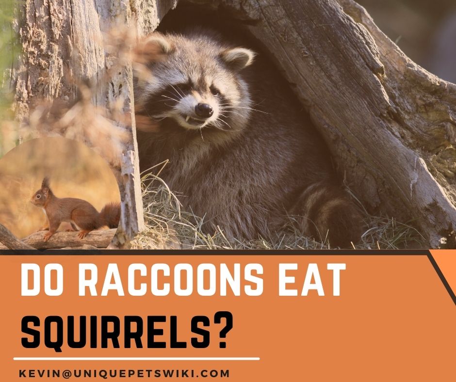 Do Raccoons Eat Squirrels For Food? 5 Facts You Should Know