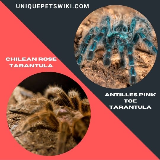 best beginner pet tarantulas