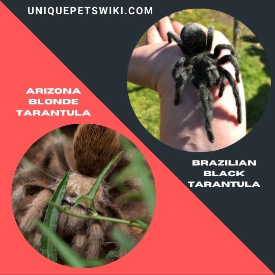 Arizona Blonde Tarantula and Brazilian Black Tarantula